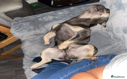 French Bulldog dogs for sale: Rocky looking for forever home. - Image 10