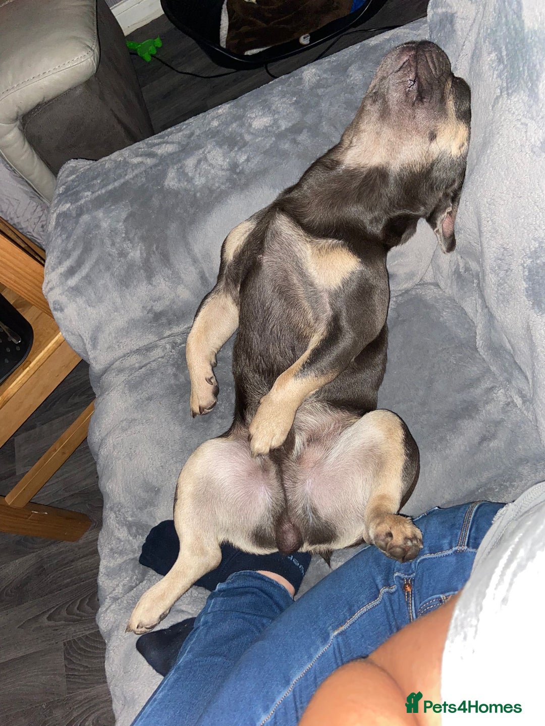 French Bulldog dogs for sale: Rocky looking for forever home. - Image 10