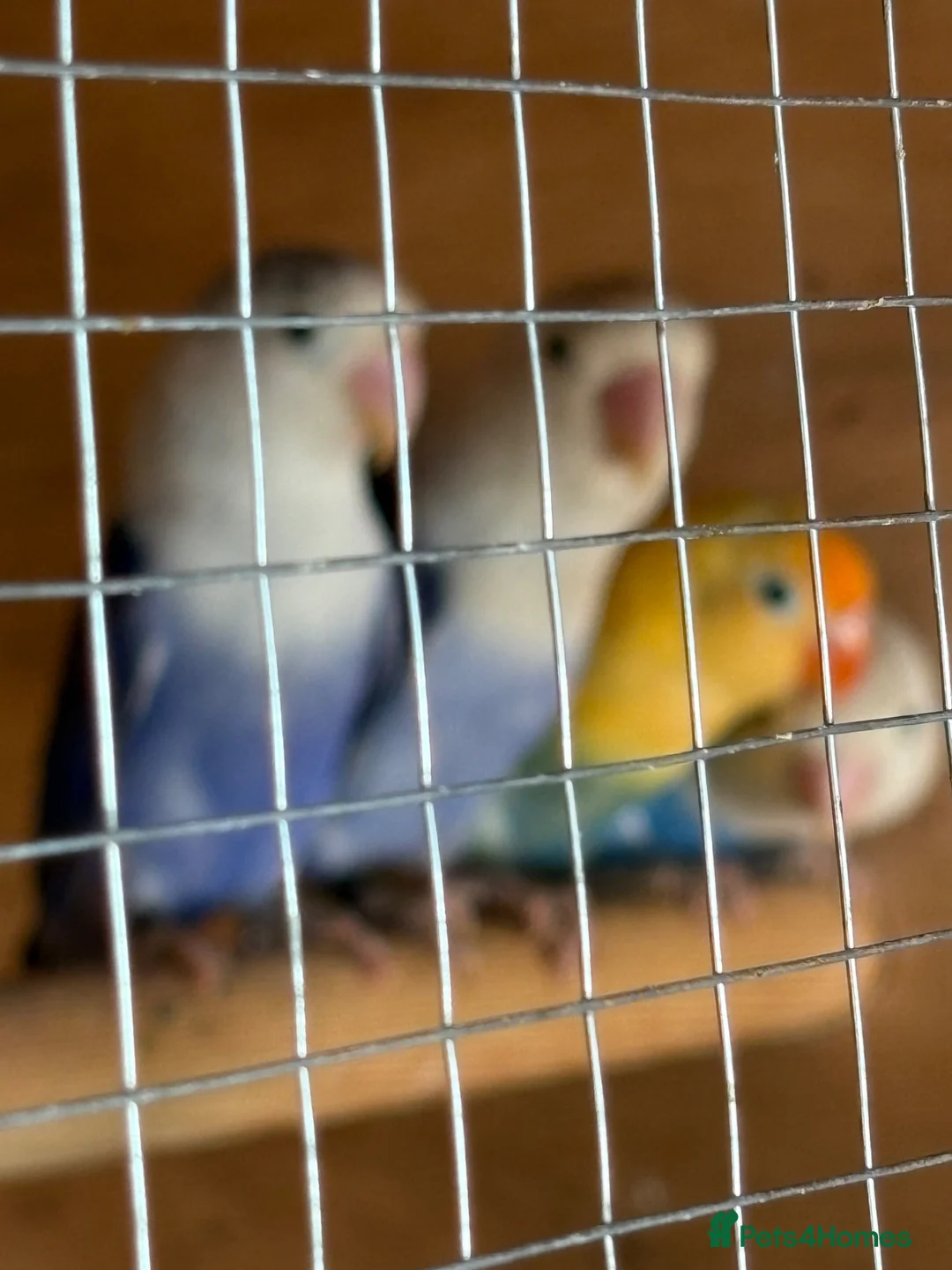Lovebirds birds for sale: Four lovebirds for sale - Advert 6