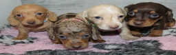 Miniature Dachshund dogs for sale: 🩷✨ extra small Dachshund pups KC kanninchen 🩷✨  - Advert 9