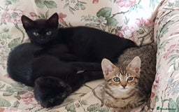 Mixed Breed cats for sale: Lovely Bengal Cross Kittens - Image 4