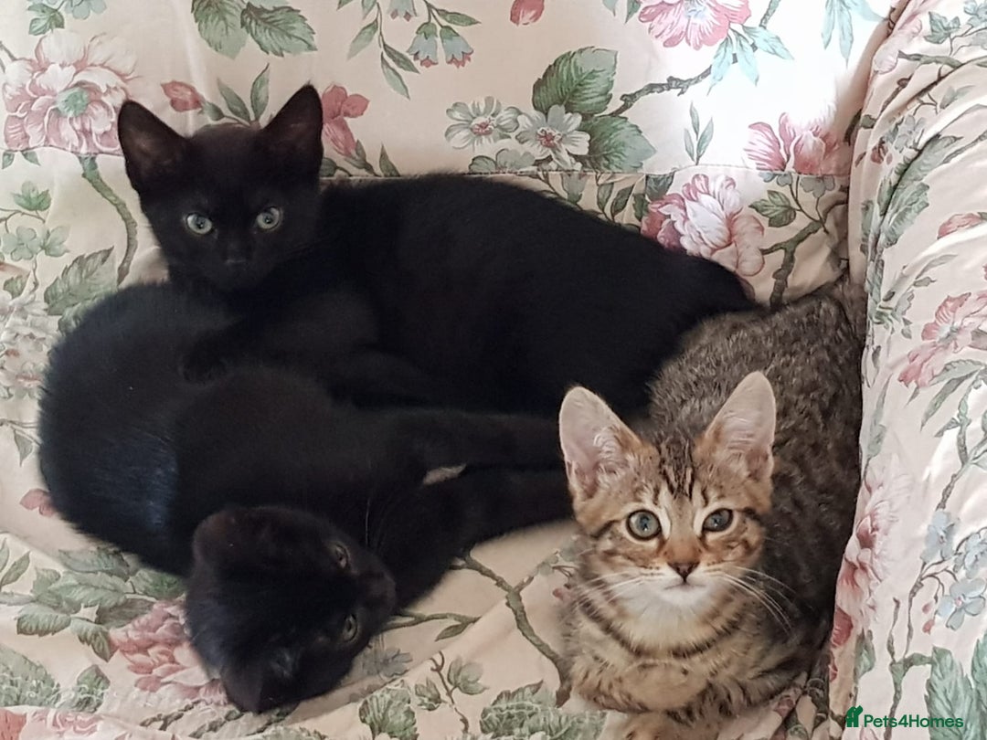 Mixed Breed cats for sale: Lovely Bengal Cross Kittens - Image 4