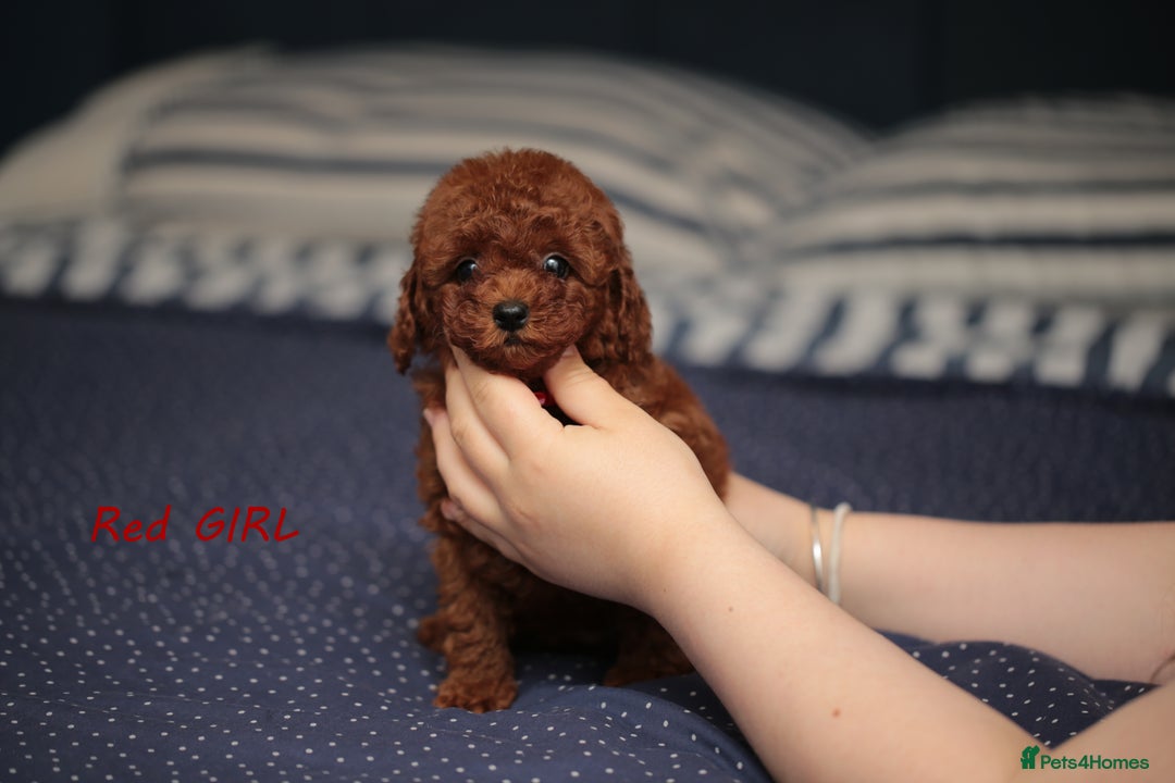 Toy Poodle dogs for sale: READY TO GO ASIAN DARK RED TOY POODLE PUPPIES - Image 9