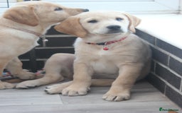 Goldador dogs for sale: Beautiful Goldador Puppies in Garndolbenmaen - Image 5