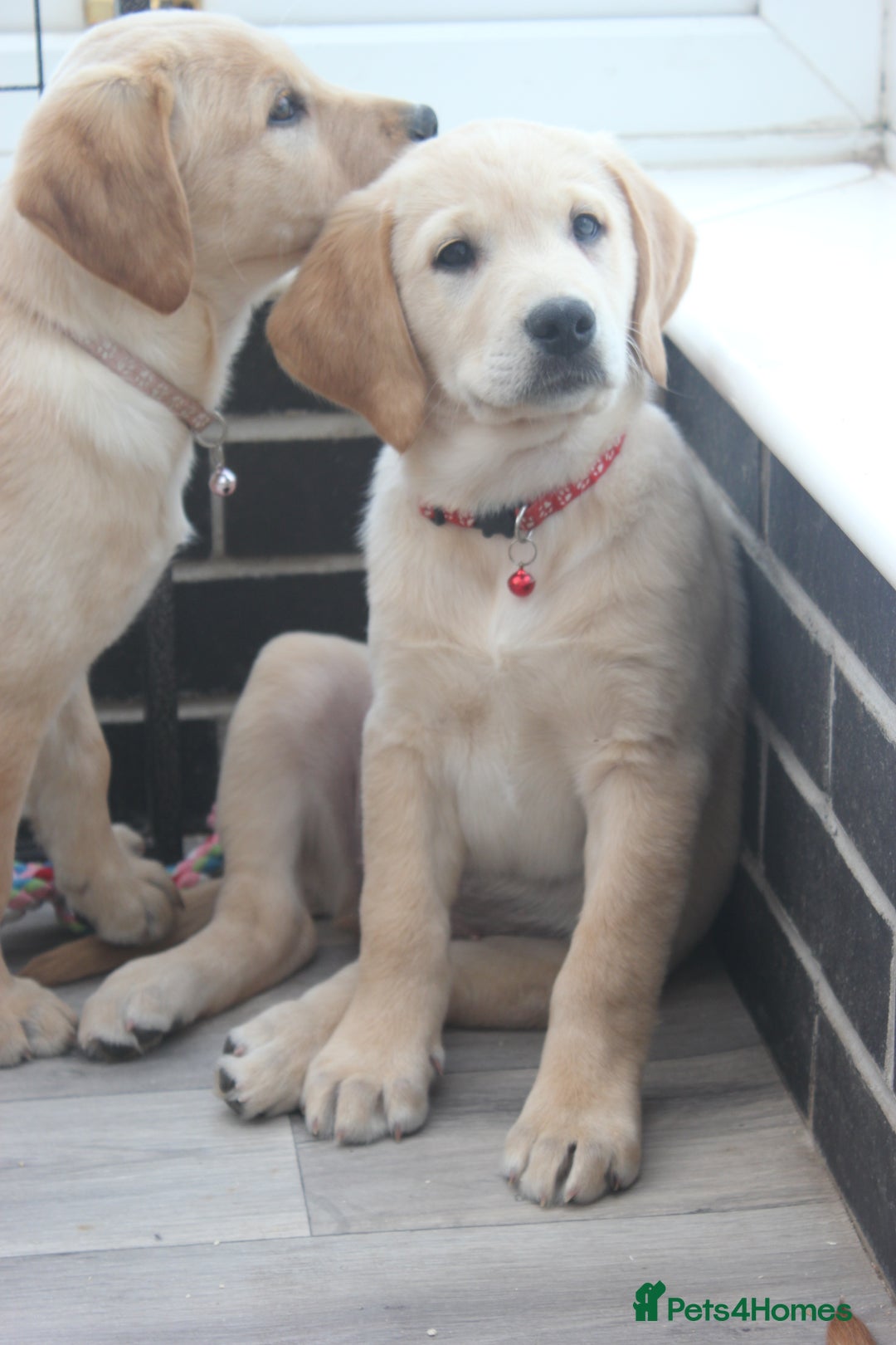 Goldador dogs for sale: Beautiful Goldador Puppies in Garndolbenmaen - Image 5