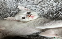 Mixed Breed cats for sale: Lovely little kittens for sale - Image 17