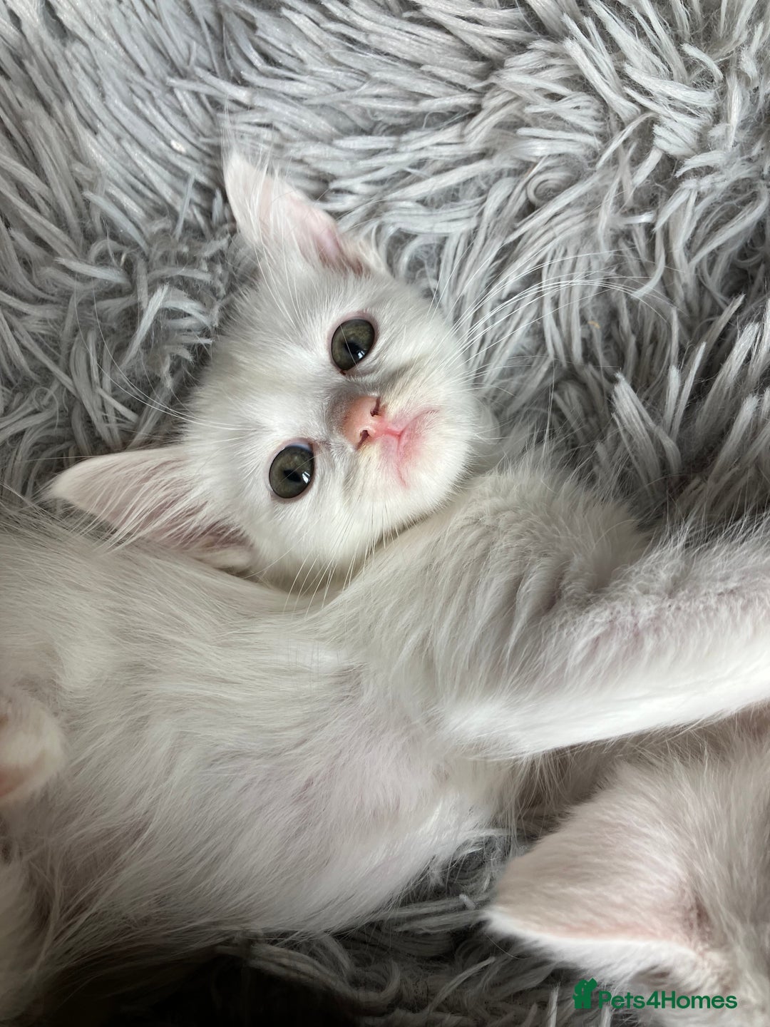 Mixed Breed cats for sale: Lovely little kittens for sale - Image 17