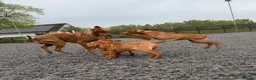 Hungarian Vizsla dogs for sale: KC reg, ready to go now.  - Advert 5