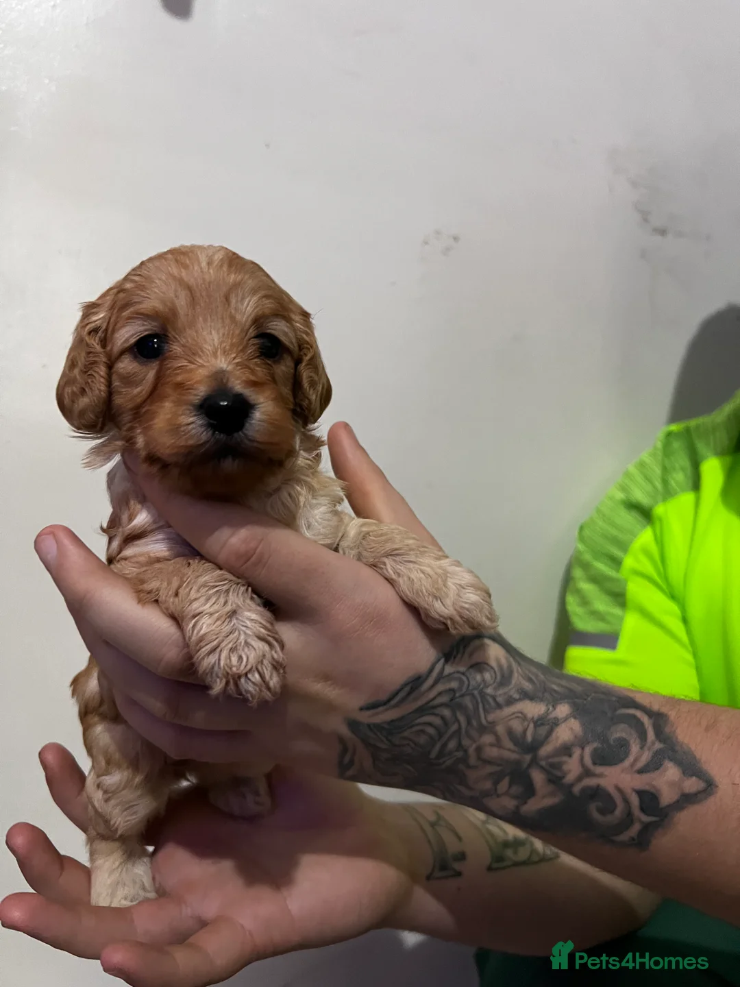 Cockapoo dogs for sale: FB1 cockapoo pups - Advert 7