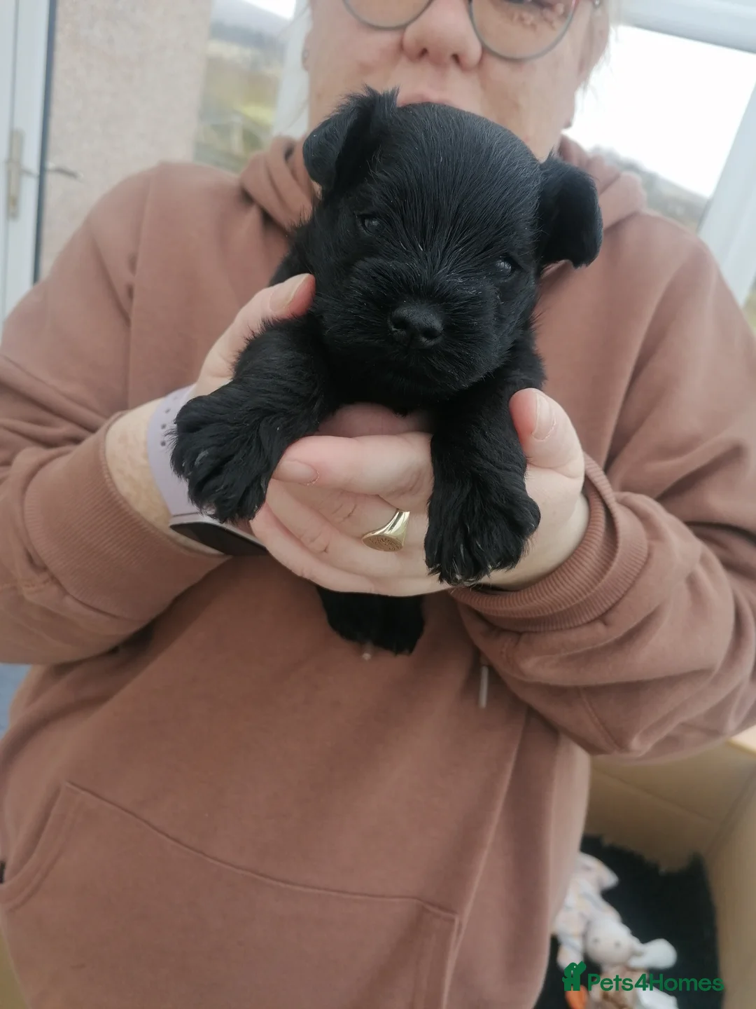 Miniature Schnauzer dogs for sale: Miniature schnauzer puppies - Advert 2