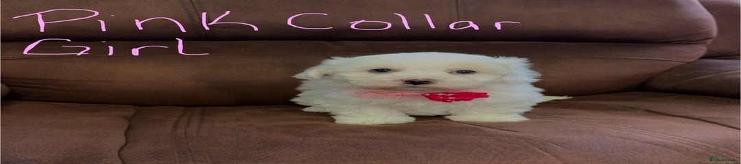 Bichon Frise Puppy 3
