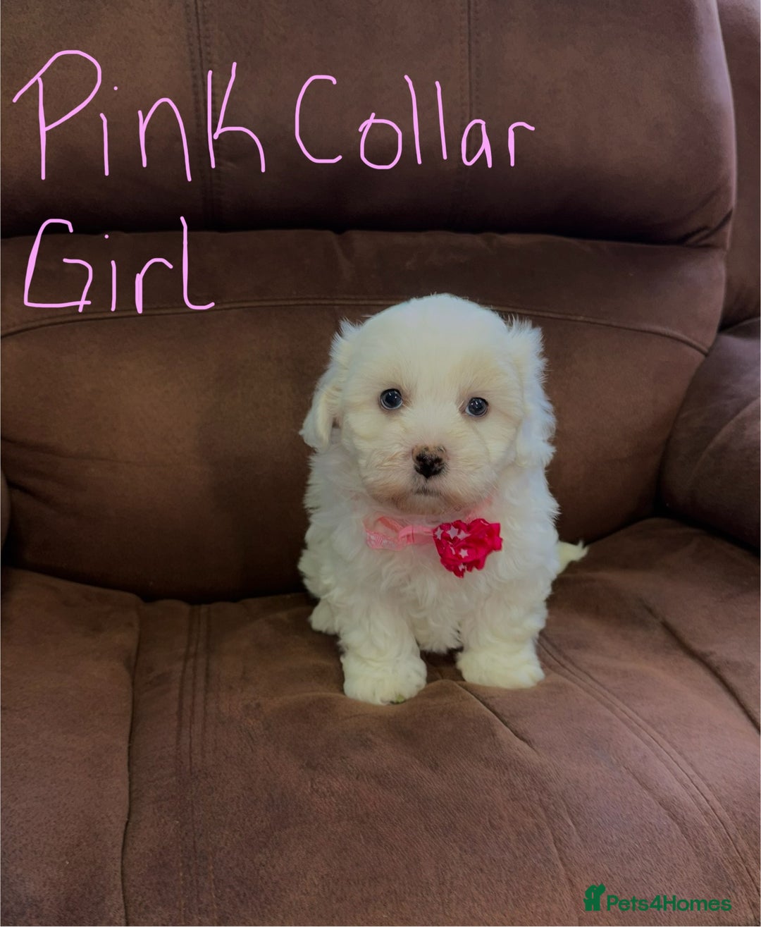 Bichon Frise dogs for sale: 7 gorgeous pure Bichon puppies  - Image 5