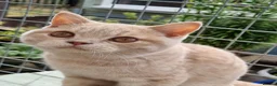 British Shorthair cats for sale: Cream colour British shorthair  in Newport - Advert 4