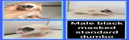 Rat rodents for sale: Adorable Baby Rats for Sale xx - Advert 27