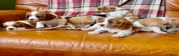 Cavalier King Charles Spaniel dogs for sale: 6 Beautiful KC Registered Cavalier King Charles  - Advert 12
