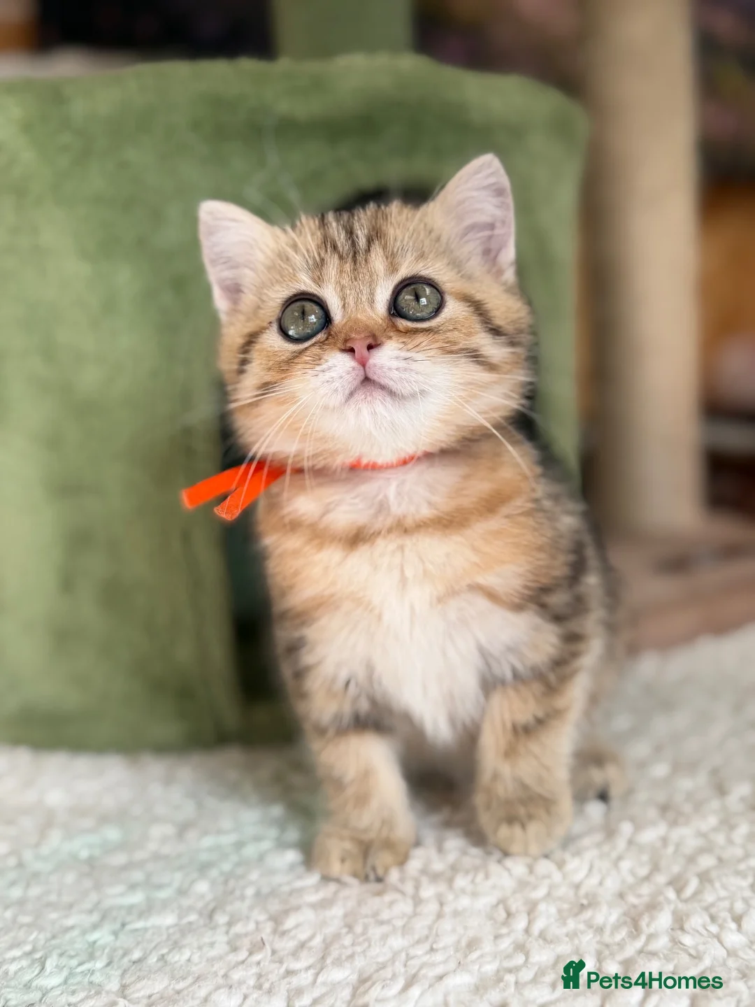 British Longhair cats for sale: British short/longhair odd/blue eyed kittens  - Advert 34