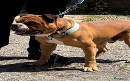 Alapaha Blue Blood Bulldog dogs for sale: ALAPAHA BLUE BLOOD BULLDOGS  - Image 6