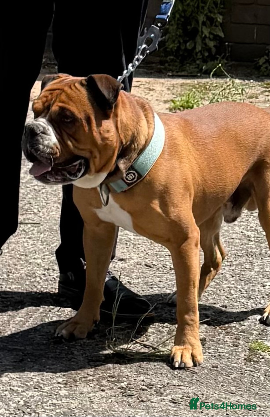 Alapaha Blue Blood Bulldog dogs for sale: ALAPAHA BLUE BLOOD BULLDOGS  - Image 6