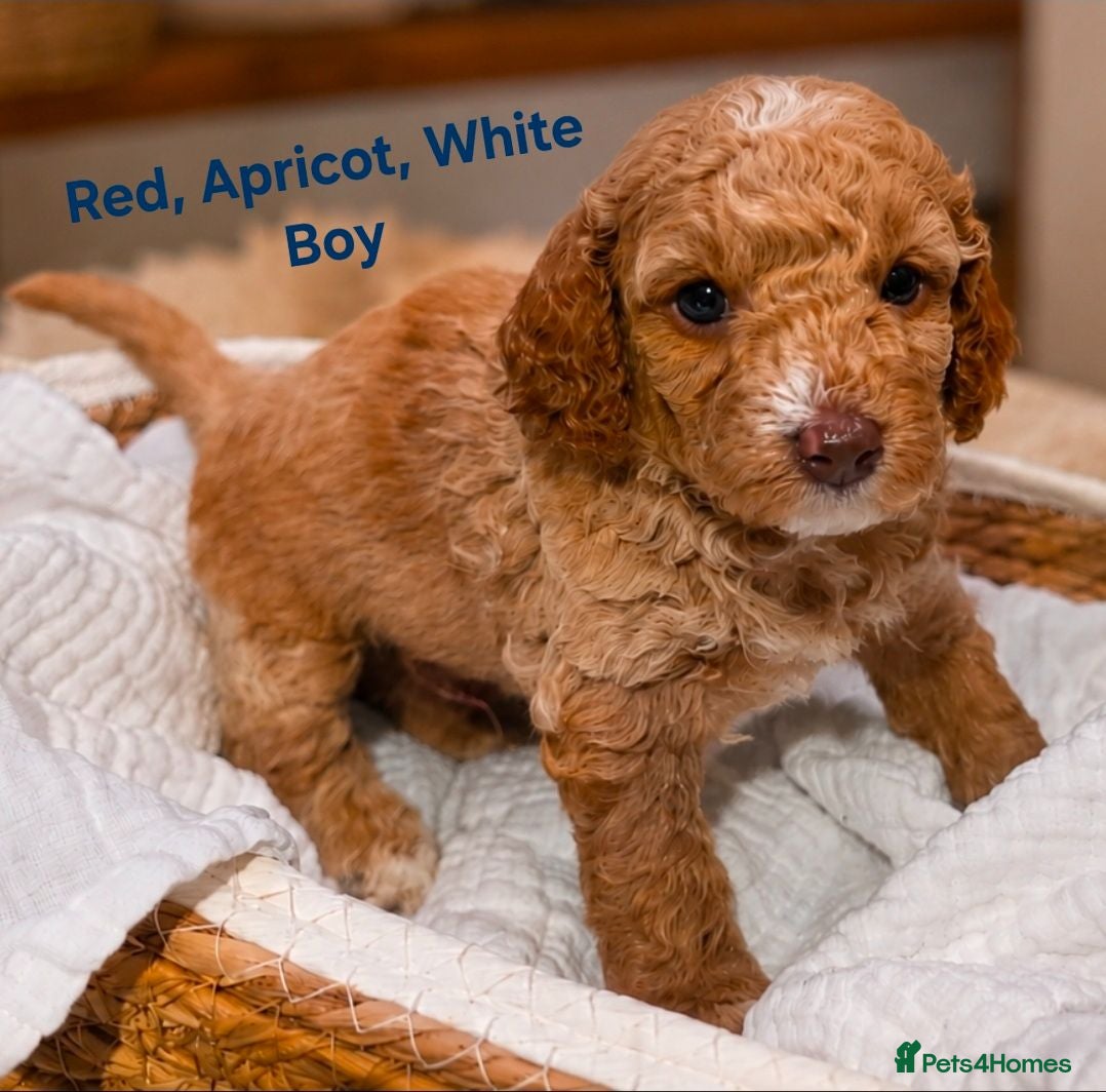 Cockapoo dogs Rare F1BB Toy Cockapoo Puppies Health Checked!  - Advert 1