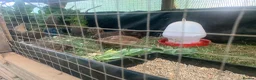 Quail poultry for sale: coturnix quail / Japanese Quail  - Advert 5