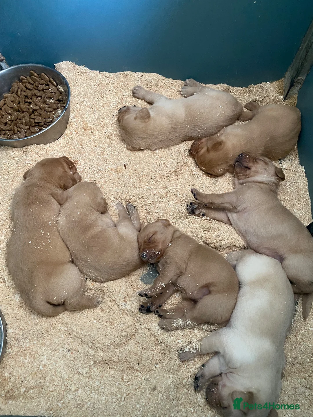 Labrador Retriever dogs for sale: Fantastic mixed litter red/yellow labs in Hexham - Advert 2