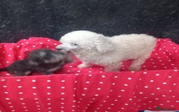Schnoodle dogs for sale: Schoodle pup for sale - Image 4