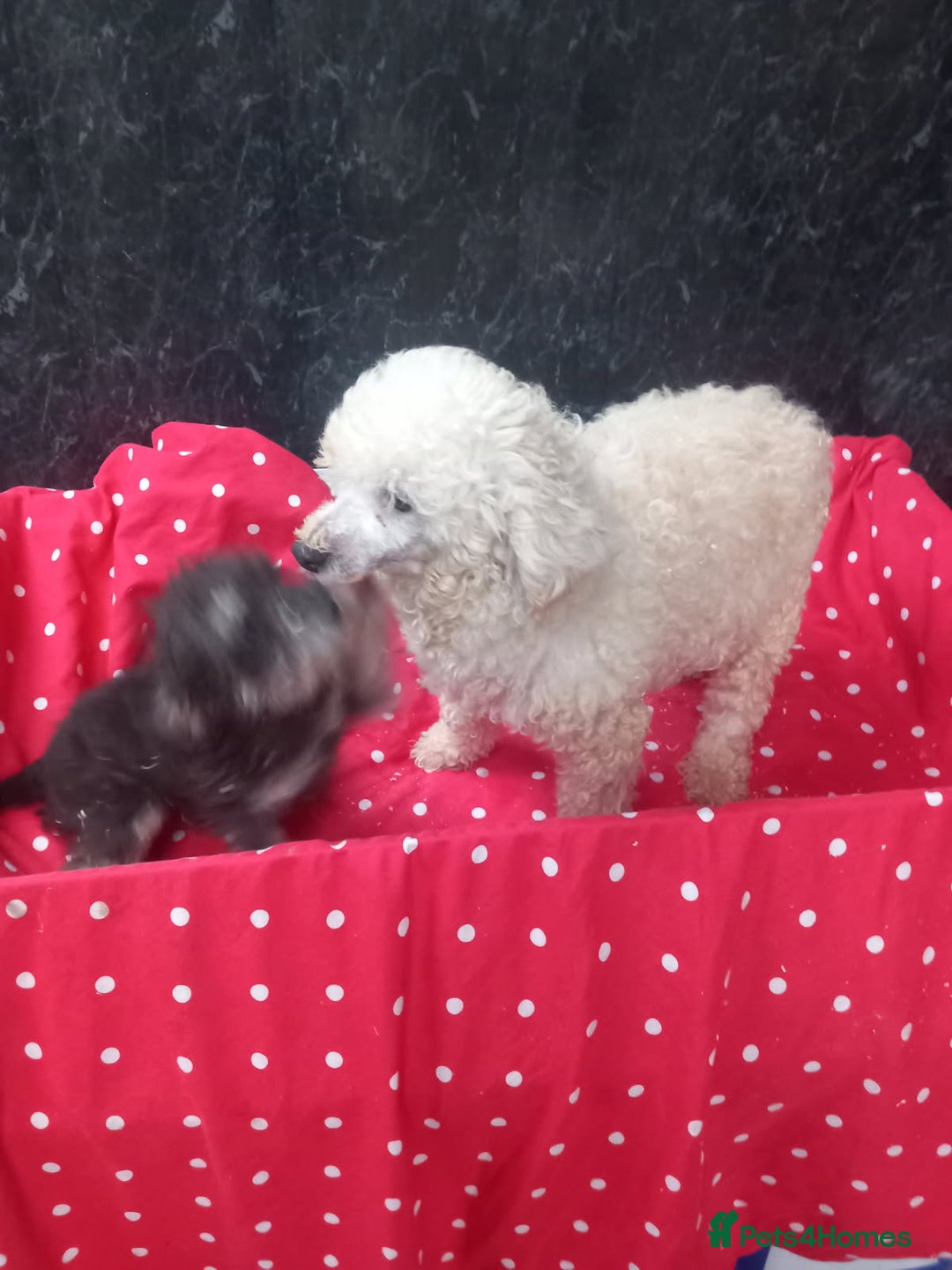 Schnoodle dogs for sale: Schoodle pup for sale - Image 4