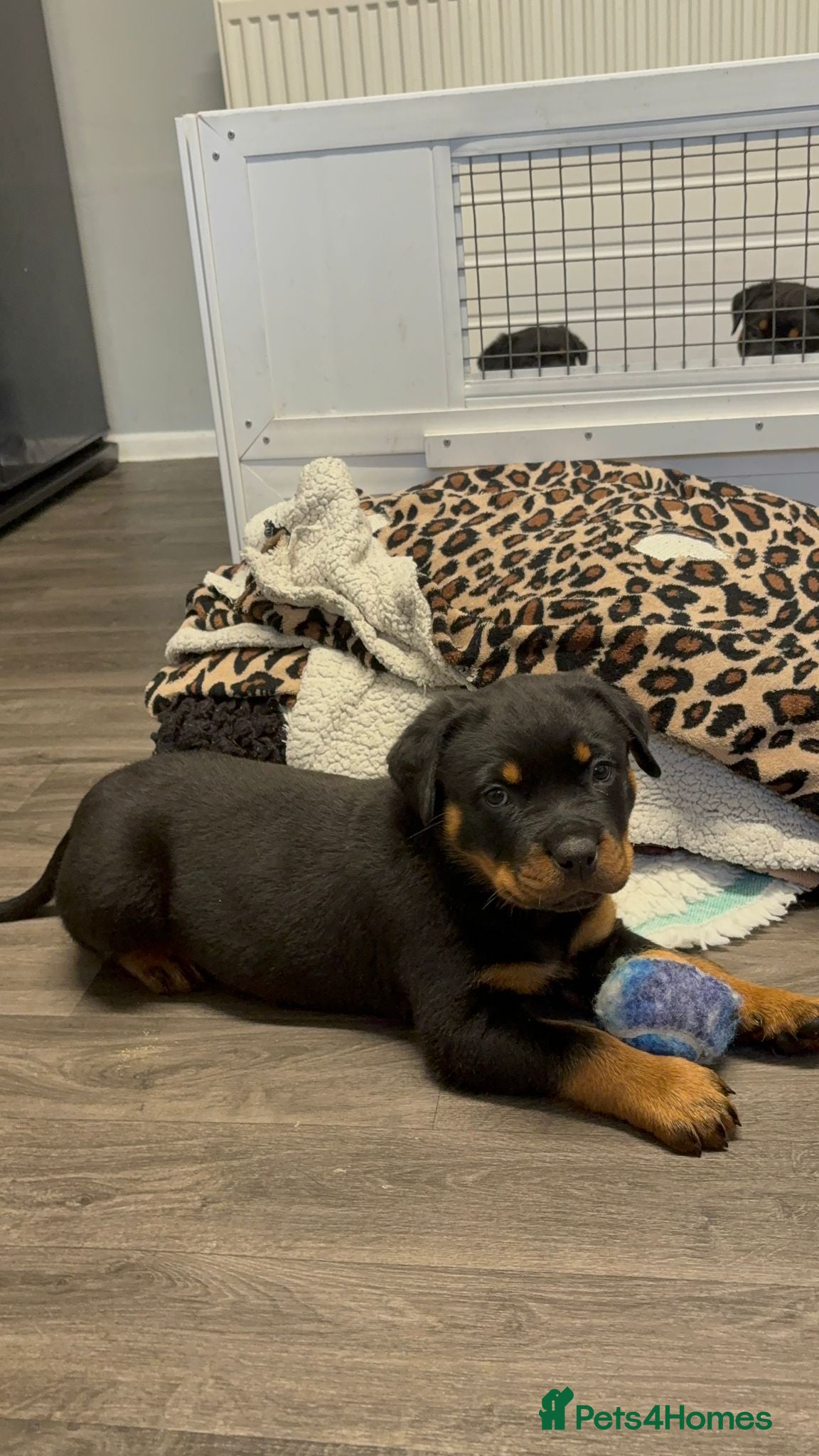 Rottweiler dogs Rottweiler puppies  - Advert 18