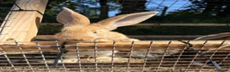 Continental Giant rabbits for sale: Lovely continental giant babies  - Advert 4