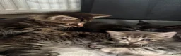 Mixed Breed cats for sale: Cats kittens  in Norwich - Advert 7