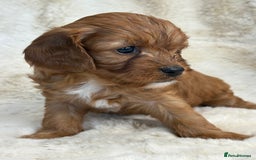 Cavapoo dogs for sale: Stunning health tested Cavapoo puppies - Image 6