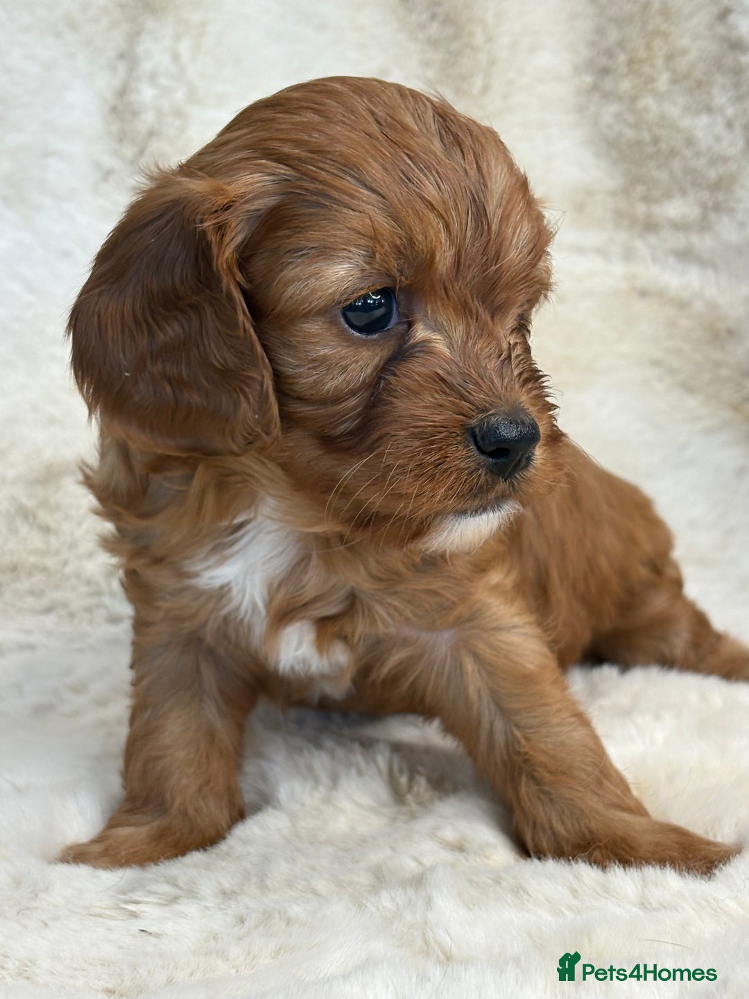 Cavapoo dogs for sale: Stunning health tested Cavapoo puppies - Image 6