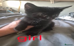 Mixed Breed cats for sale: Adorable kittens  - Image 5