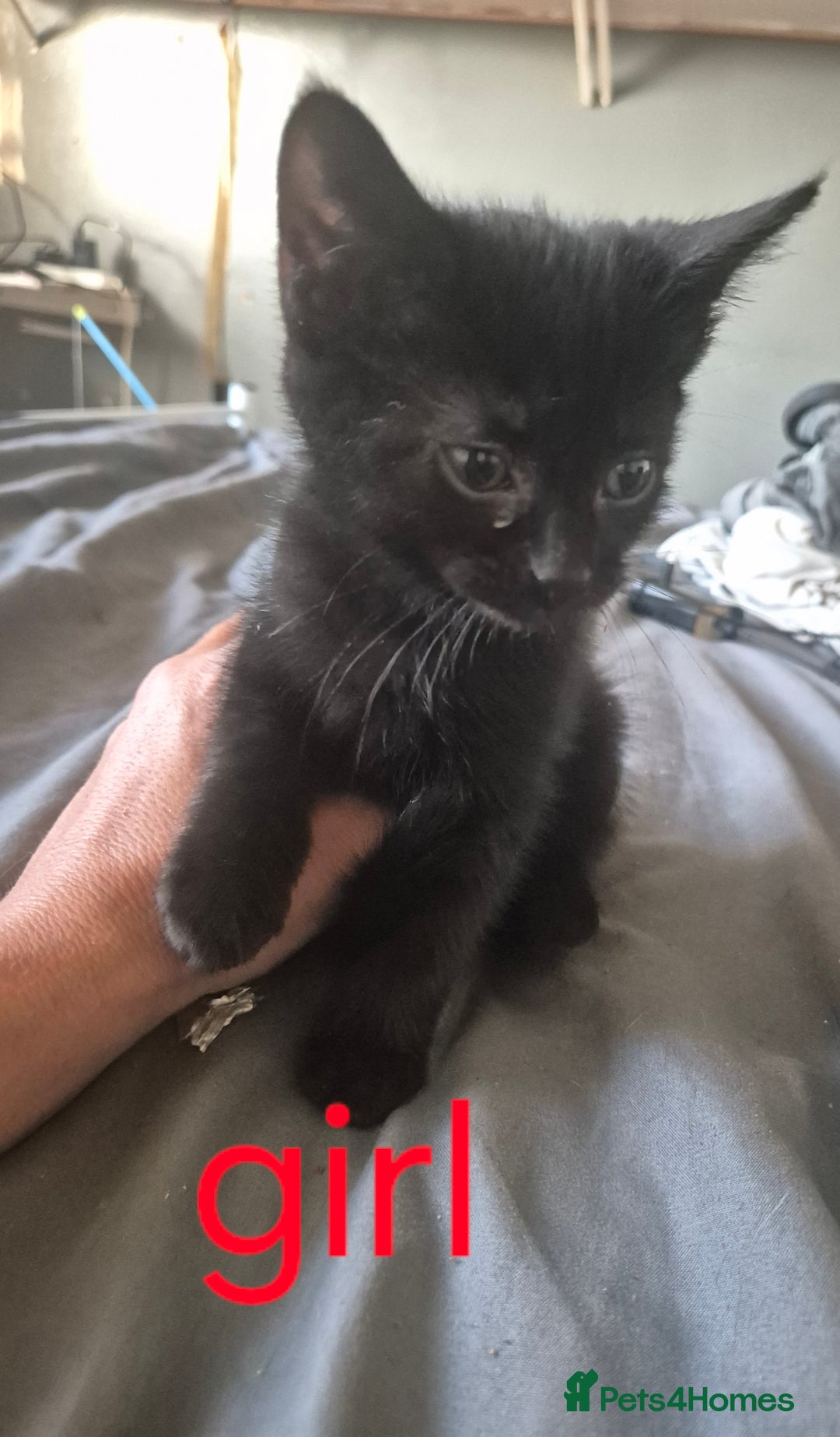 Mixed Breed cats for sale: Adorable kittens  - Image 5