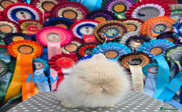 Lionhead rabbits Gorgeous Purebred Lionheads available  - Advert 6