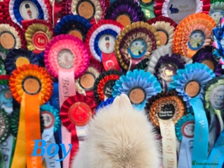 Lionhead rabbits Gorgeous Purebred Lionheads available - Advert 6