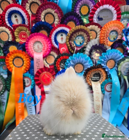 Lionhead rabbits Gorgeous Purebred Lionheads available - Advert 3