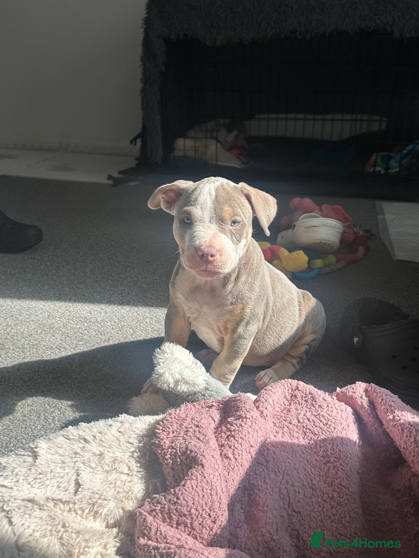American Bully dogs American bully puppy’s  - Advert 7