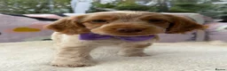 Cocker Spaniel dogs for sale: KC Reg Show Cocker Spaniel Girl READY NOW - Advert 5