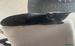 British Shorthair cats for sale: Black female kittens.  - Image 1