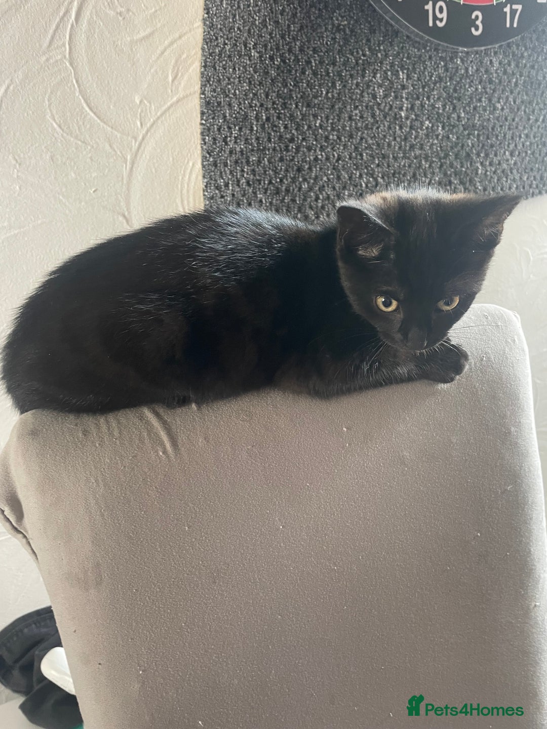 British Shorthair cats for sale: Black female kittens.  - Image 1