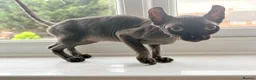 Sphynx cats for sale: Female Elf Sphynx Kitten – TICA Registered Parents - Advert 5