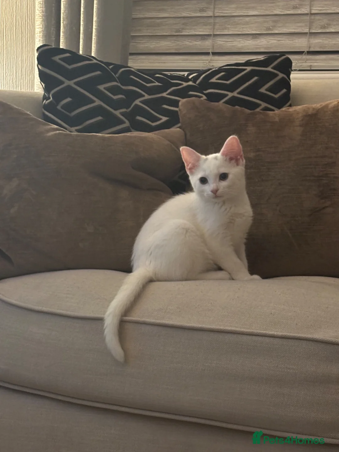 Mixed Breed cats for sale: Molly - Advert 6