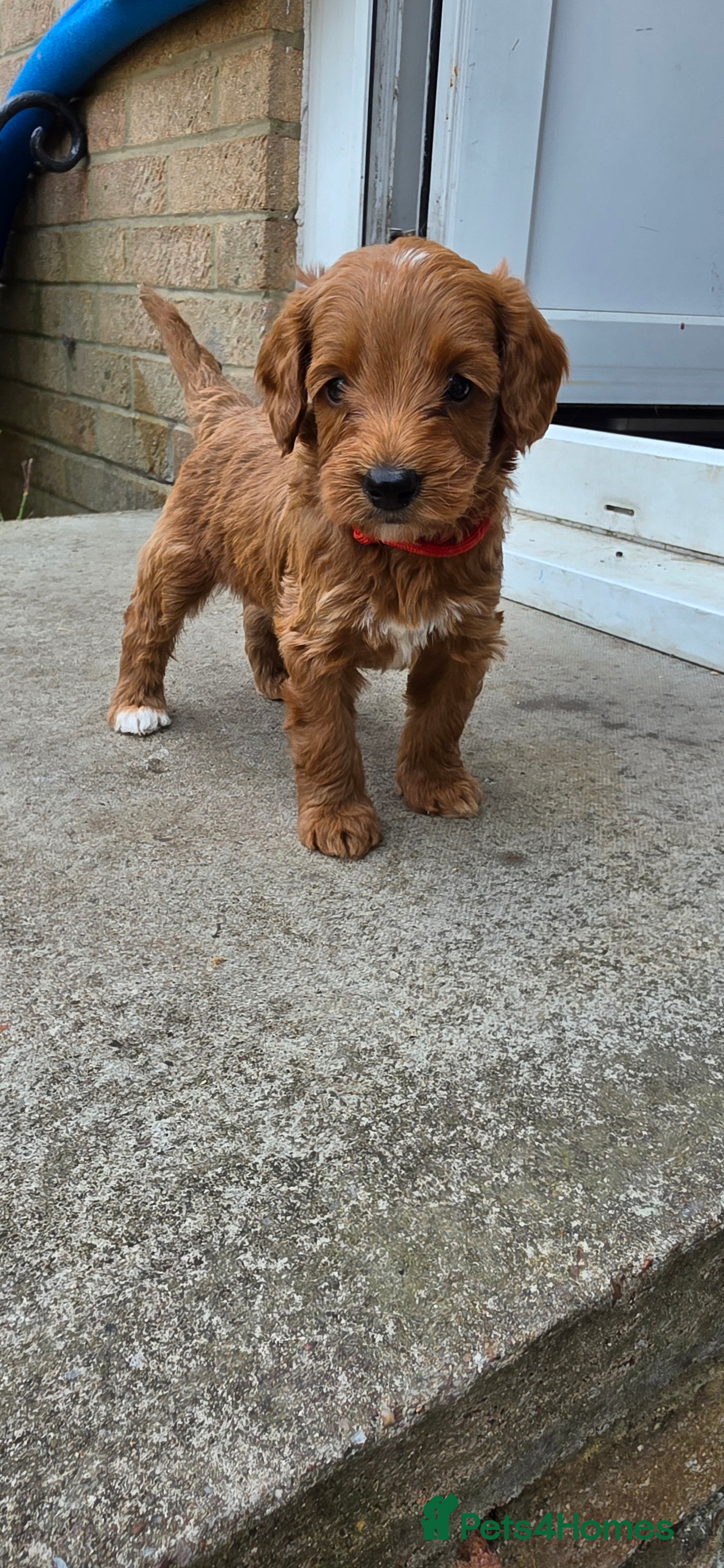 Cavapoo dogs Cavapoo puppies  - Advert 2
