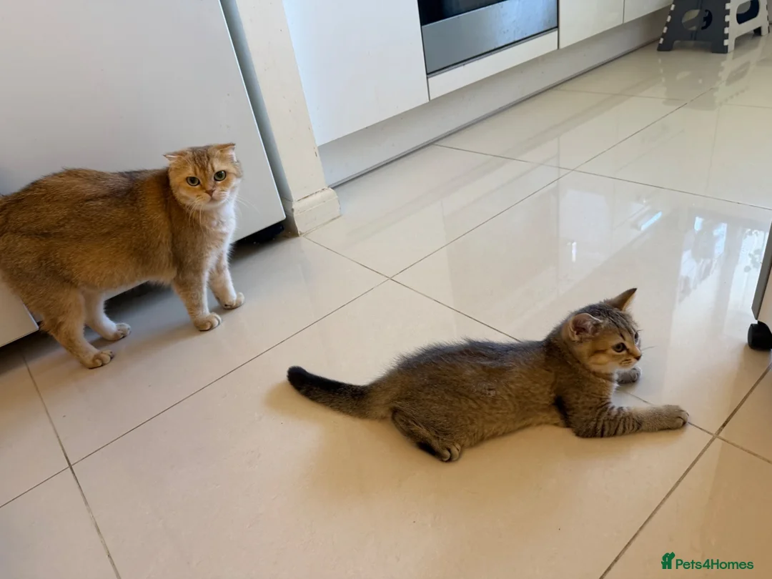 British Shorthair cats for sale: Stunning Golden British Shorthair girl is ready - Advert 15