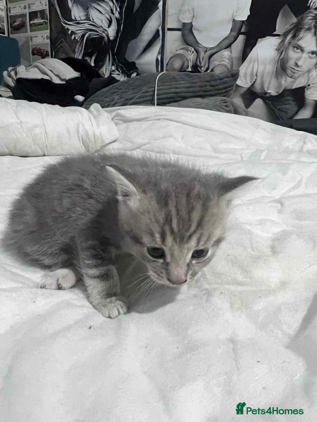 Mixed Breed cats for sale: Kittens for sale - Image 12