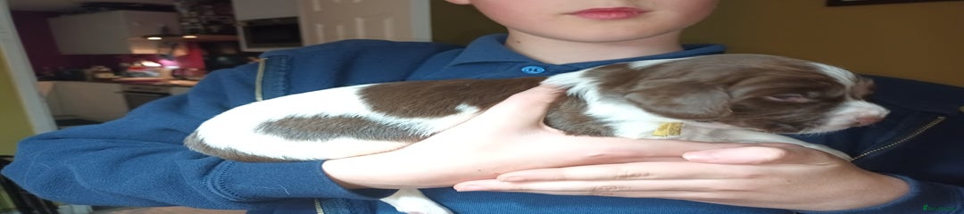 English Springer Spaniel Puppy 6 Yellow