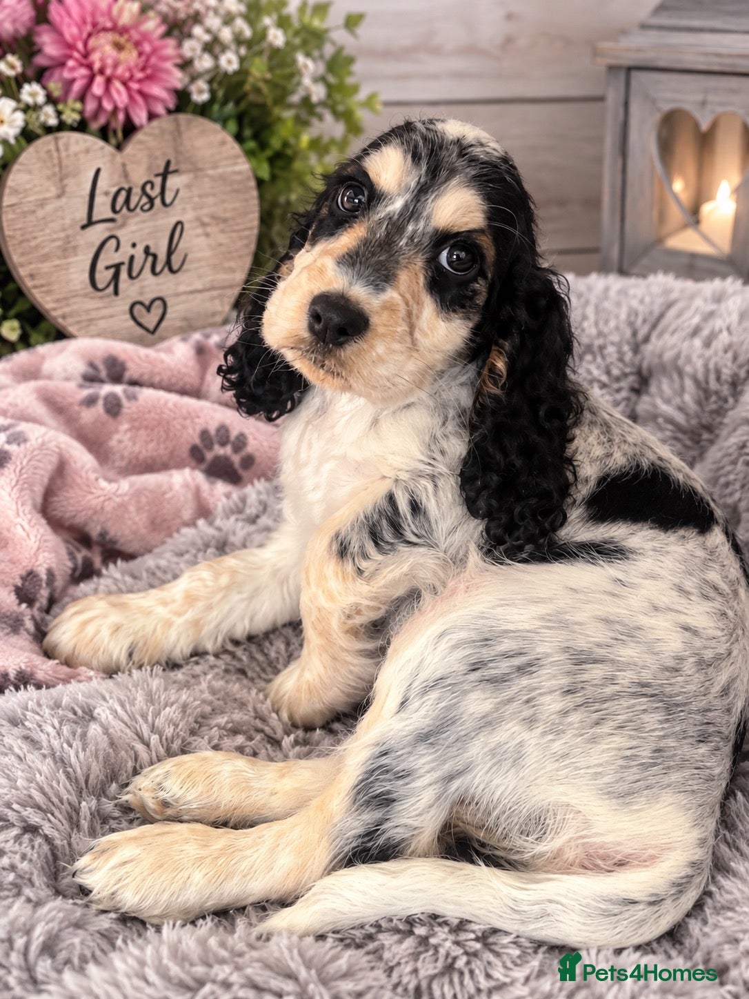 Cocker Spaniel dogs READY  GIRLS & BOYS  - Advert 1