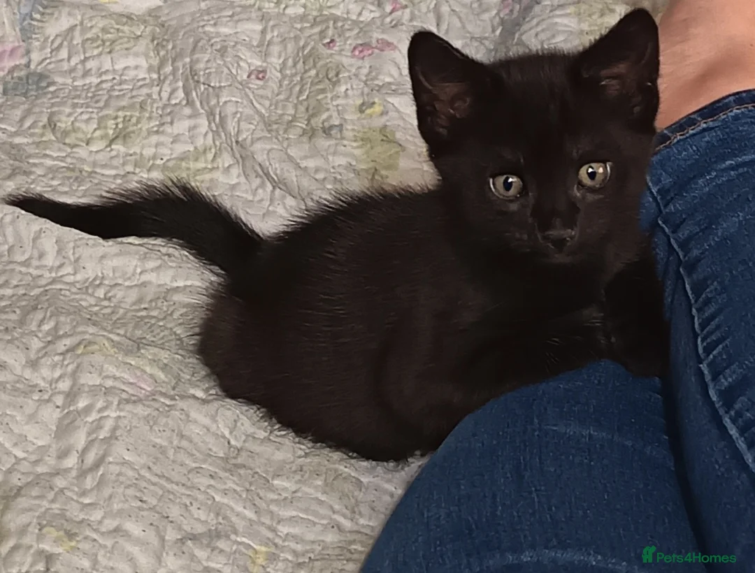 Mixed Breed cats for sale: Four Mixed Kittens - Advert 9