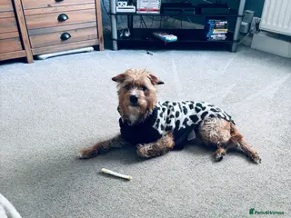 Mixed Breed dogs Coco in Redcar - Advert 1